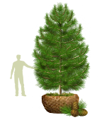 Деревья (крупномер), кедр сибирский, ЭКСТРА класс, 380-420 см.