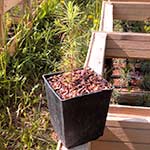 Саженцы, лиственница сибирская (Larix sibirica), 10-15 см.