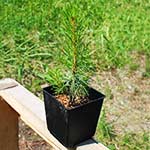 Саженцы, сосна обыкновенная (Pinus sylvestris), 10-15 см.