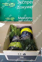Сеянцы, кедр сибирский, 10-15 см. купить в Красноярске