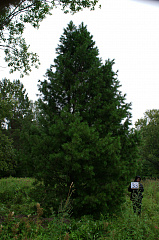 Деревья (крупномер), кедр сибирский, ПРЕМИУМ, 880-920 см.