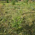 Саженцы, лиственница сибирская (Larix sibirica), 80-120 см. купить в Красноярске