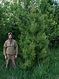 Деревья (крупномер), кедр сибирский, ЭКСТРА класс, 280-320 см.