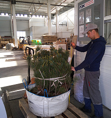 Саженцы, кедровый стланик, 60-80 см. купить в Красноярске