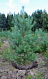 Саженцы, сосна обыкновенная (Pinus sylvestris), Экстра, 130-170 см. купить в Красноярске