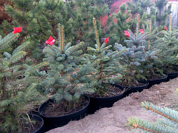 Саженцы, ель голубая колючая (Picea pungens), 40-60 см. купить в Красноярске