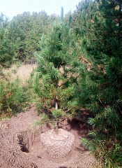 Деревья (крупномер), кедр сибирский, Cтандарт, 280-320 см.
