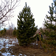 Деревья (крупномер), Сосна обыкновенная (Pinus Sylvestris), Экстра класс, 380-420 см. купить в Красноярске