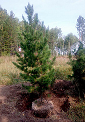 Деревья (крупномер), кедр сибирский, Cтандарт, 280-320 см.