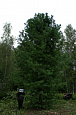 Деревья (крупномер), кедр сибирский, ПРЕМИУМ, 980-1020 см.