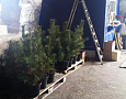 Саженцы, кедр сибирский, 40-60 см., плантация  купить в Красноярске