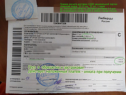 Саженцы, кедр сибирский, 10-20 см, 5 лет, P9 купить в Красноярске