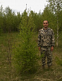 Саженцы, лиственница сибирская (Larix sibirica), 230-270 см. купить в Красноярске