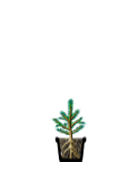 Саженцы, ель голубая колючая (Picea pungens), 6-7 лет, 15-30 см., с2 