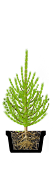 Саженцы, лиственница сибирская (Larix sibirica), 80-120 см.