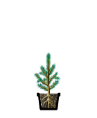 Саженцы, ель голубая колючая (Picea pungens), 40-60 см.