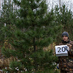 Деревья (крупномер), кедр сибирский, Cтандарт, 380-420 см.