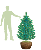 Саженцы, ель голубая колючая (Picea pungens), 12-15 лет, 140-160 см.,WRB