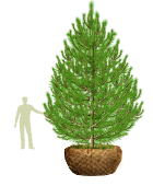 Деревья (крупномер), сосна обыкновенная, ЭКСТРА класс, 480-520 см.