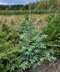 Саженцы, ель голубая колючая (Picea pungens), 12-15 лет, 140-160 см.,WRB купить в Красноярске