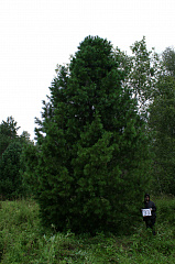 Деревья (крупномер), кедр сибирский, ПРЕМИУМ, 880-920 см.