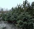 Саженцы, ель голубая колючая (Picea pungens), 12-15 лет, 140-160 см.,WRB купить в Красноярске