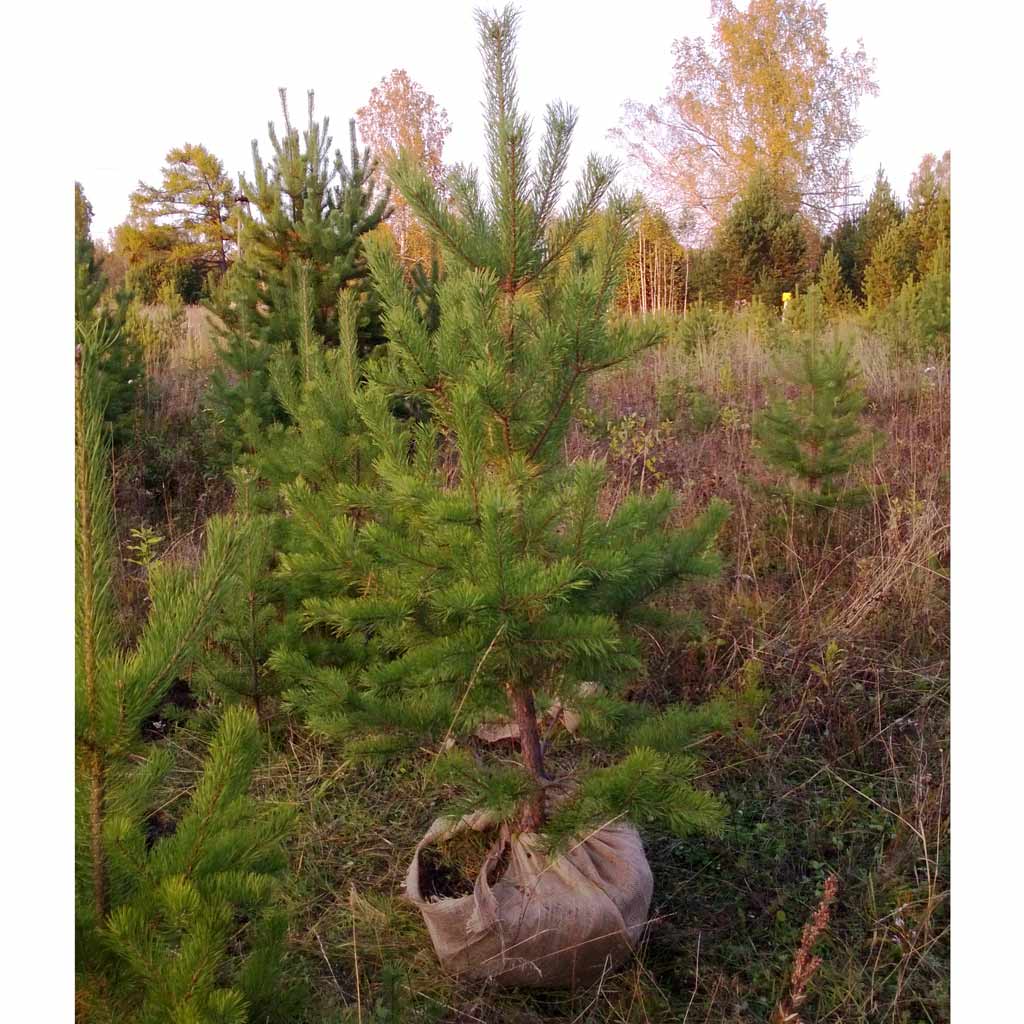 Саженцы, сосна обыкновенная (Pinus sylvestris), Стандарт, 180-220 см.  купить с доставкой по России, в Москву и СПб