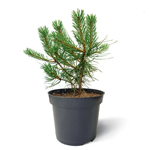 Саженцы, сосна горная Pinus Mugo, 10-15 см, 4-5 лет, P9