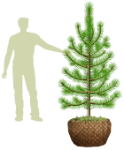Саженцы, сосна обыкновенная (Pinus sylvestris), Стандарт, 180-220 см.