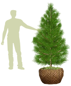 Саженцы, кедр сибирский, КРАФТ премиум, 180-200 см., WRB