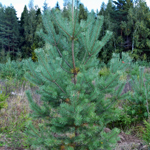 Саженцы, сосна обыкновенная (Pinus sylvestris), Экстра, 130-170 см.