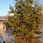 Деревья (крупномер), Сосна обыкновенная (Pinus Sylvestris), Экстра класс, 380-420 см.