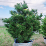 Саженцы, кедр сибирский, КРАФТ премиум, 180-200 см., WRB