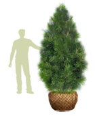 Саженцы, кедр сибирский, КРАФТ премиум, 230-270 см. WRB