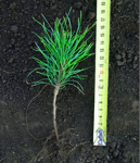 Сеянцы, кедр сибирский, 3 года, 8-15 см. ОПТ