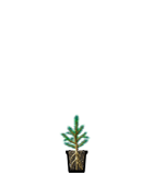 Саженцы, ель голубая колючая (Picea pungens), 10-20 см., P9