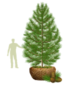 Деревья (крупномер), кедр сибирский, Cтандарт, 380-420 см.