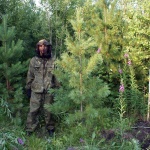 Саженцы, кедр сибирский, стандарт, 180-220 см. WRB