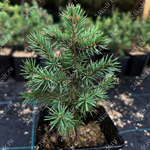 Саженцы, ель голубая колючая (Picea pungens), 10-20 см., P9
