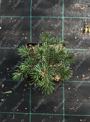 Саженцы, ель голубая колючая (Picea pungens), 10-20 см., P9 купить в Красноярске