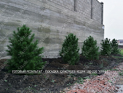Саженцы, кедр сибирский, КРАФТ премиум, 180-200 см., WRB купить в Красноярске