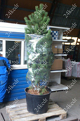 Саженцы, кедр сибирский, КРАФТ премиум, 180-200 см., WRB купить в Красноярске