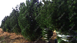 Деревья (крупномер), кедр сибирский, ПРЕМИУМ, 580-620 см.