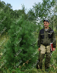 Саженцы, кедр сибирский, КРАФТ премиум, 180-200 см., WRB купить в Красноярске