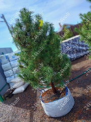 Саженцы, кедр сибирский, КРАФТ премиум, 180-200 см., WRB купить в Красноярске