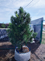 Саженцы, кедр сибирский, КРАФТ премиум, 230-270 см. WRB купить в Красноярске