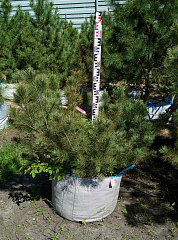 Саженцы, кедровый стланик, 60-80 см. купить в Красноярске