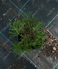 Саженцы, сосна горная Pinus Mugo, 10-15 см, 4-5 лет, P9 купить в Красноярске