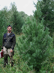 Саженцы, кедр сибирский, КРАФТ премиум, 230-270 см. WRB купить в Красноярске