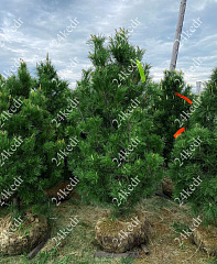 Саженцы, кедр сибирский, КРАФТ премиум, 180-200 см., WRB купить в Красноярске